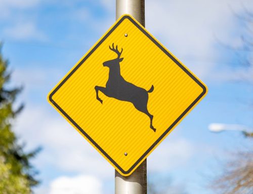 Deer Season in Nevada: What Reno and Sparks Drivers Should Know About Animal Collisions